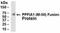 PTPRF Interacting Protein Alpha 1 antibody, NB100-75291, Novus Biologicals, Western Blot image 