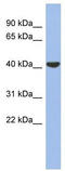 Gap junction delta-4 protein antibody, TA341677, Origene, Western Blot image 