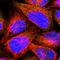 Calcineurin Like EF-Hand Protein 1 antibody, HPA006616, Atlas Antibodies, Immunofluorescence image 