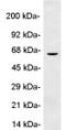 Perilipin 1 antibody, ab3526, Abcam, Western Blot image 