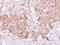 Bone morphogenetic protein 15 antibody, PA5-29107, Invitrogen Antibodies, Immunohistochemistry frozen image 