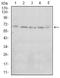TAKRP antibody, NBP2-52496, Novus Biologicals, Western Blot image 
