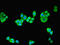Neuregulin 2 antibody, CSB-PA016078LA01HU, Cusabio, Immunofluorescence image 