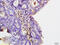 Collectin Subfamily Member 10 antibody, GTX51860, GeneTex, Immunohistochemistry paraffin image 