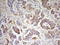 Mediator Complex Subunit 15 antibody, LS-C791438, Lifespan Biosciences, Immunohistochemistry paraffin image 