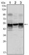 GFAP antibody, AM06520SU-N, Origene, Western Blot image 