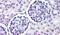 Wnt Family Member 9B antibody, PA5-34336, Invitrogen Antibodies, Immunohistochemistry frozen image 