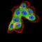 Ferritin Light Chain antibody, NBP2-37243, Novus Biologicals, Immunofluorescence image 