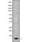 General Transcription Factor IIA Subunit 2 antibody, PA5-67995, Invitrogen Antibodies, Western Blot image 