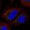 Transcription Factor A, Mitochondrial antibody, HPA040648, Atlas Antibodies, Immunofluorescence image 