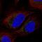 Transcription factor A, mitochondrial antibody, HPA040648, Atlas Antibodies, Immunofluorescence image 