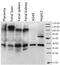 Placenta Enriched 1 antibody, abx036602, Abbexa, Enzyme Linked Immunosorbent Assay image 