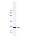 Rho GDP Dissociation Inhibitor Alpha antibody, LS-B8714, Lifespan Biosciences, Western Blot image 