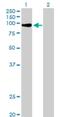 Myeloid Zinc Finger 1 antibody, H00007593-B01P, Novus Biologicals, Western Blot image 