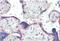 Biorientation Of Chromosomes In Cell Division 1 antibody, orb20486, Biorbyt, Immunohistochemistry paraffin image 