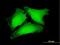 RNA Pseudouridine Synthase D3 antibody, H00285367-B01P, Novus Biologicals, Immunofluorescence image 