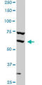 Sterol Regulatory Element Binding Transcription Factor 1 antibody, LS-C198261, Lifespan Biosciences, Western Blot image 