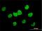 FKBP Prolyl Isomerase 5 antibody, H00002289-M02, Novus Biologicals, Immunocytochemistry image 