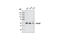 SMAD2 antibody, 3122S, Cell Signaling Technology, Western Blot image 