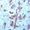 Fibroblast Growth Factor Receptor 1 antibody, PA5-32403, Invitrogen Antibodies, Immunohistochemistry frozen image 