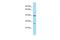 Phosphatidylserine Decarboxylase antibody, PA5-45729, Invitrogen Antibodies, Western Blot image 