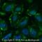 Calcium Sensing Receptor antibody, NB100-1830, Novus Biologicals, Immunofluorescence image 