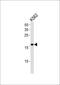 DNA Polymerase Epsilon 3, Accessory Subunit antibody, PA5-14201, Invitrogen Antibodies, Western Blot image 