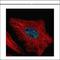 WT1 Associated Protein antibody, NBP1-31777, Novus Biologicals, Immunofluorescence image 