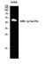 RUNX Family Transcription Factor 1 antibody, A00086S276-1, Boster Biological Technology, Western Blot image 