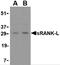 TNF Superfamily Member 11 antibody, 3963, ProSci, Western Blot image 