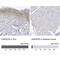 Ankyrin Repeat Domain 35 antibody, NBP1-93924, Novus Biologicals, Immunohistochemistry paraffin image 