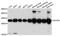 Enoyl-CoA Hydratase, Short Chain 1 antibody, A3845, ABclonal Technology, Western Blot image 