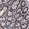 EYA Transcriptional Coactivator And Phosphatase 4 antibody, NBP1-85546, Novus Biologicals, Immunohistochemistry frozen image 