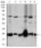 Rho GDP Dissociation Inhibitor Alpha antibody, GTX60618, GeneTex, Western Blot image 