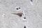 Epidermal Growth Factor antibody, LS-C177608, Lifespan Biosciences, Immunohistochemistry paraffin image 