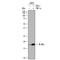 Interleukin 36 Gamma antibody, PA5-46988, Invitrogen Antibodies, Western Blot image 