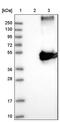WD Repeat Domain 4 antibody, PA5-53600, Invitrogen Antibodies, Western Blot image 
