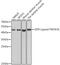 TNF Superfamily Member 18 antibody, GTX64735, GeneTex, Western Blot image 