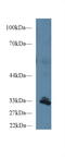 Peptidylprolyl Isomerase E antibody, LS-C700767, Lifespan Biosciences, Western Blot image 