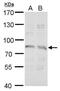 Syntrophin Gamma 2 antibody, PA5-78505, Invitrogen Antibodies, Western Blot image 