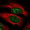 Vestigial Like Family Member 4 antibody, HPA038225, Atlas Antibodies, Immunocytochemistry image 