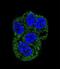 Lactotransferrin antibody, LS-C163919, Lifespan Biosciences, Immunofluorescence image 