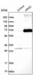 Arylsulfatase D antibody, PA5-52087, Invitrogen Antibodies, Western Blot image 