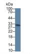Interleukin 12A antibody, MBS2025840, MyBioSource, Western Blot image 