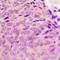 Protein Tyrosine Phosphatase Non-Receptor Type 1 antibody, LS-C358259, Lifespan Biosciences, Immunohistochemistry frozen image 