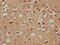 Grainyhead Like Transcription Factor 1 antibody, CSB-PA868368LA01HU, Cusabio, Immunohistochemistry frozen image 