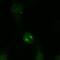 Kinesin-like protein KIF2A antibody, PA1-32454, Invitrogen Antibodies, Immunofluorescence image 