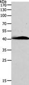 AD7C-NTP antibody, orb253110, Biorbyt, Western Blot image 