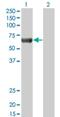 Protein Kinase AMP-Activated Catalytic Subunit Alpha 2 antibody, H00005563-M02, Novus Biologicals, Western Blot image 
