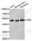 DEK Proto-Oncogene antibody, A5901, ABclonal Technology, Western Blot image 